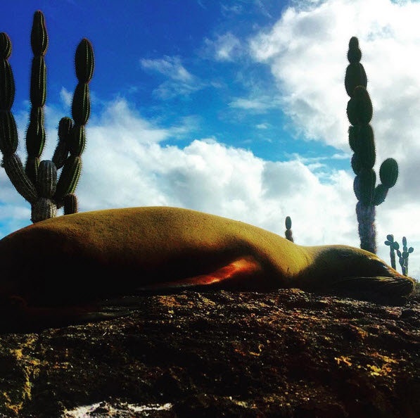 Hình ảnh ở Galapagos do du khách chia sẻ trên Instagram. Ảnh: News24.com