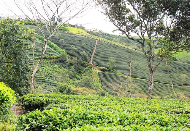 Thơ mộng đồi chè Cầu Đất: Đồi chè Cầu Đất là điểm đến thú vị trong hành trình khám phá ngoại ô Đà Lạt.