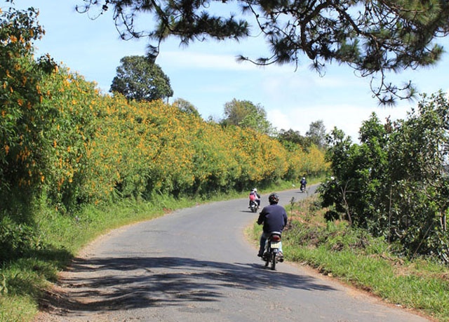 Đà Lạt - Cầu Đất được xem là cung đường thơ mộng nhất phố núi. Một bên là rừng thông bạt ngàn, một bên là thung lũng cà phê, chè hay hoa màu xanh mát. Tháng 9 và 10, cánh hoa dã quỳ khoe sắc vàng rực rỡ trải dài suốt cung đường đường. Còn vào mùa xuân, hoa anh đào tô điểm màu hồng nhẹ nhàng trên các nương chè, cà phê.