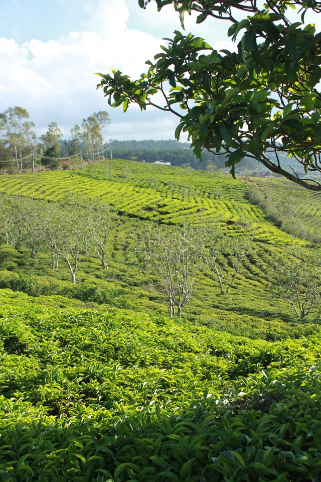 Buổi sáng, bầu trời trong xanh, nắng dịu nhẹ, thật thú vị khi len lỏi vào từng nương chè, chạm tay vào từng lá trà xanh non, ngửi hương hoa trà thơm ngát hay ngắm người nông dân tay thoăn thoắt hái chè.