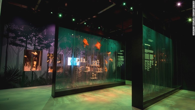 Rừng mưa nhiệt đới: Khu vực rừng mưa nhiệt đới của bảo tàng là nơi du khách có thể tìm hiểu được vì sao động vật (bao gồm có sóc, thằn lằn, và rắn…) có thể thích ứng và di chuyển dễ dàng từ ngọn cây này sang ngọn cây khác. 