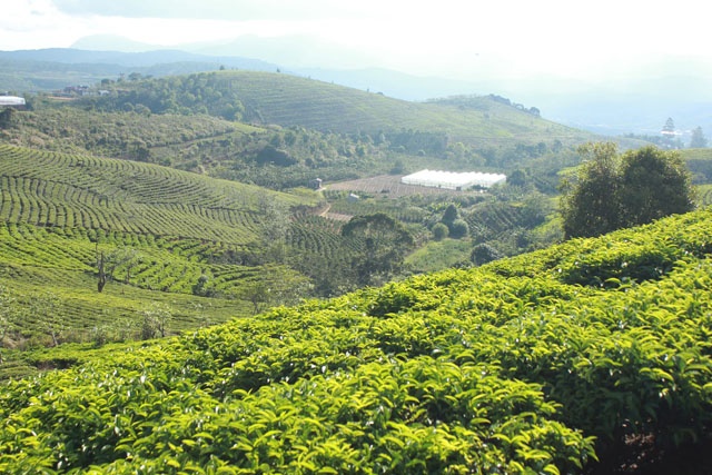 Kiếm một khoảng đất trống trong đồi chè, ngồi nghỉ chân và làm một chuyến picnic nhỏ giữa khung cảnh khoáng đãng thật là lý tưởng. Nếu không, sau khi thỏa thích chụp hình ở đồi chè, bạn trở ra đường lớn và đi tiếp vào những con dốc ngoằn nghèo dẫn đến các đồi cà phê của người dân địa phương. Bạn có thể xin phép vào tham quan và chụp ảnh.