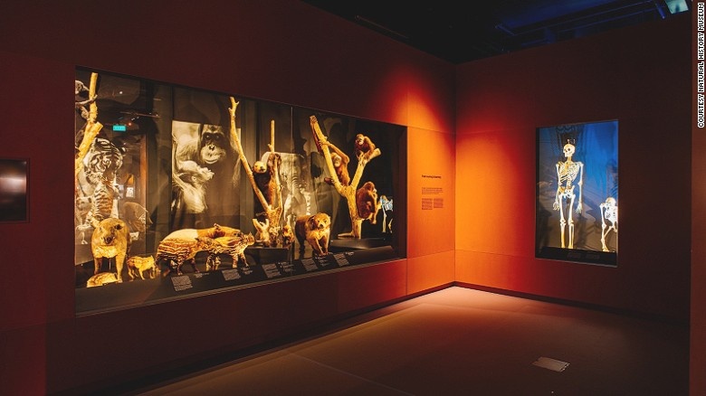 Có đôi chút đáng sợ nhưng đầy tính giáo dục: Khu trưng bày động vật có vú của bảo tàng có nhiều sinh vật mẫu như trong hình, bao gồm đười ươi, lợn rừng, và cả một xương người.