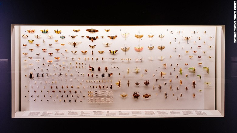 Điều kỳ diệu của sự lột xác: Hàng chục loài bướm và bướm đêm được trưng bày tại góc nhiệt đới của Châu Á, trong đó có cả loài bướm đêm Atlas khổng lồ.