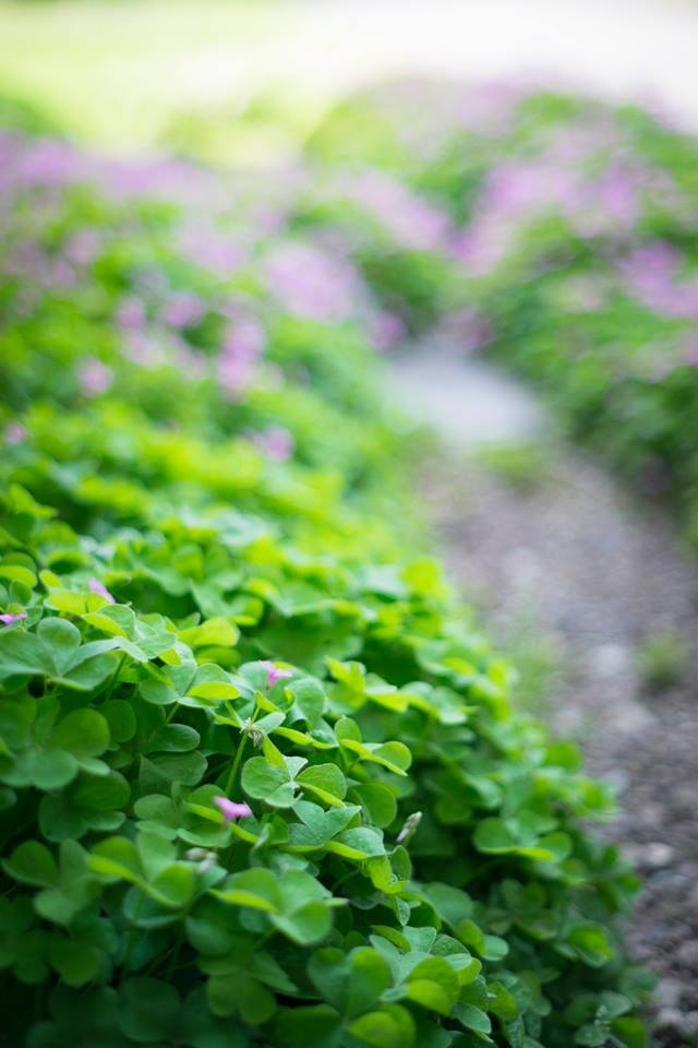 Mùa hè ở Nhật cũng ngập tràn màu xanh của thiên nhiên.