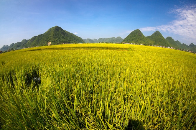 Mua vang o thung lung Bac Son hinh anh