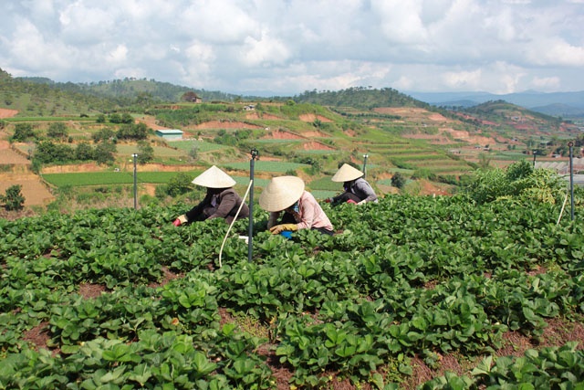 Nếu không muốn đến vườn dâu thì bạn có thể đi hướng khác để tham quan vườn hoa. Từ trung tâm thành phố, bạn hỏi đường đến thác Cam Ly, khi thấy những nhà lồng trồng hoa san sát nhau là bạn đã đến làng hoa Vạn Thành.  Làng hoa Vạn Thành được xem là vương quốc của hoa hồng. Ngoài ra, nhà vườn còn có hoa đồng tiền, hoa cẩm chướng, hoa cúc… và đủ các loài hoa khoe sắc màu. Vườn hoa của người dân nên bạn có thể xin phép vào tham quan miễn phí và trò chuyện để hiểu thêm về cách trồng hoa.