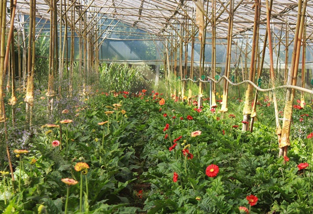 Thưởng ngoạn Thung lũng Vàng: Dù xuất phát ở vườn dâu Thánh Mẫu hay làng hoa Vạn Thành, điểm đến kế tiếp đều sẽ là Thung lũng Vàng. Nếu đi từ vườn dâu, bạn sẽ được thử sức với việc cầm chắc tay lái và đổ con dốc hình vòng cung. Một bên là đồi thông hay nhà dân, một bên là thung lũng sâu hút những vườn rau xanh. Đổi lại, bạn được tận hưởng cảm giác gió thổi ngược, thốc từng cơn vào người và chiêm ngưỡng núi đồi hùng vĩ.