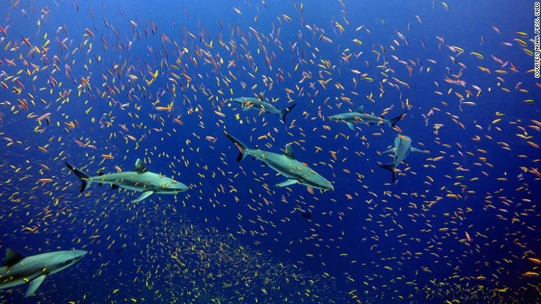 Khu bảo tồn sinh vật biển quần đảo Remote Thái Bình Dương: Với chiều rộng gấp 2 lần kích thước của Texas, quần đảo Remote Thái Bình Dương là khu bảo tồn sinh vật biển lớn nhất trên thế giới. Nơi đây có một số lượng lớn những ngọn núi dưới đáy biển với những rặng san hô, cung cấp môi trường sống cho rùa, cá ngừ, cá mập, và nhiều loài sinh vật biển khác.