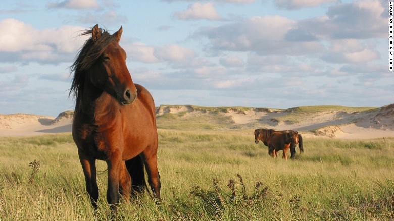 Khu bảo tồn thiên nhiên đảo Sable (Canada): Khu bảo tồn đảo Sable là quê hương của 6 cư dân định cư và hơn 500 con ngựa hoang. Bờ biển trên đảo cũng là nơi đón hơn 50.000 con sư tử biển.