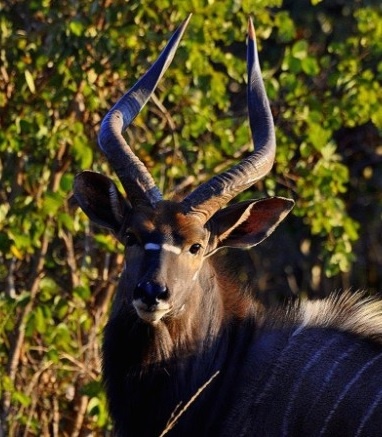Công viên Quốc gia Lusaka (Zambia): Khu bảo tồn có một vị trí quan trọng, đầu nguồn của hệ thống sông Chalimbana và giờ là nơi cư trú của 22 loài động vật hoang dã khác nhau như ngựa vằn, tê giác trắng, hươu cao cổ, linh dương.