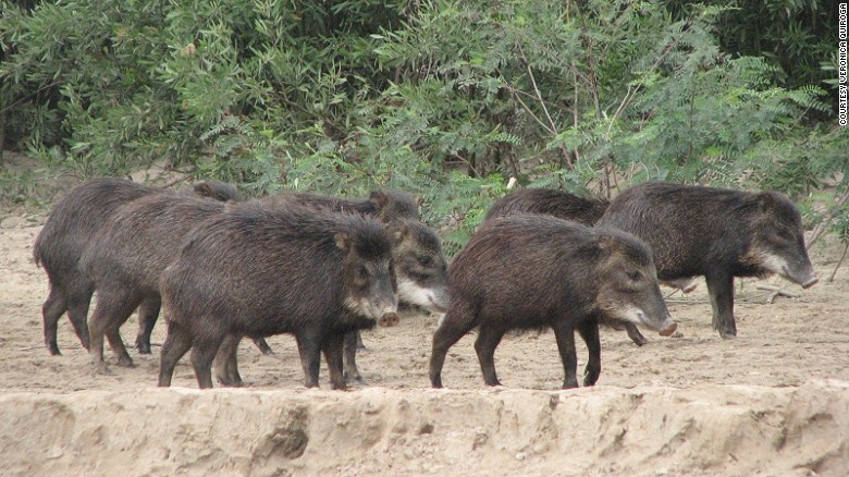 Công viên Quốc gia El Impenetrable (Argentina): Khu bảo tồn thiên nhiên rộng 120.000 ha hiện là nơi bảo tồn những loài đang trong tình trạng nguy cấp như báo, tatu khổng lồ và đại bàng. 