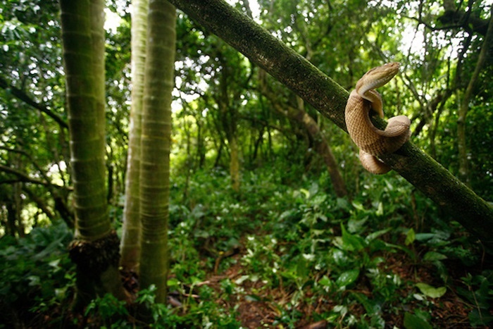 Loài rắn hổ lục đầu vàng có nọc độc mạnh gấp 5 lần các loài rắn sống ở nơi khác. Nọc độc của chúng có thể giết chết 1 người trưởng thành trong 2 giờ đồng hồ.