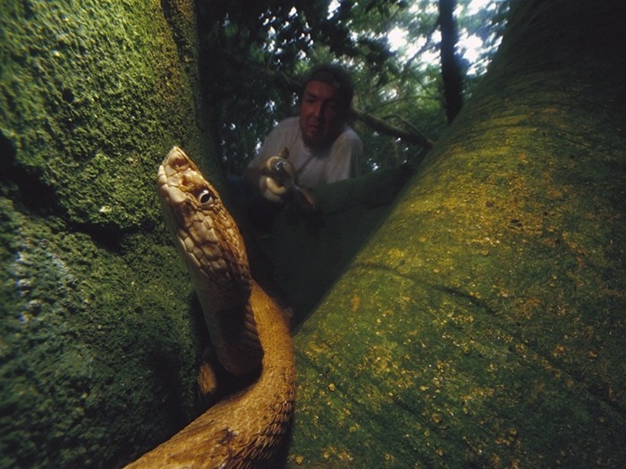 Vì sự nguy hiểm của hòn đảo này mà Hải quân Brazil cấm mọi người tới đây trừ các nhà khoa học và người canh gác hải đăng.