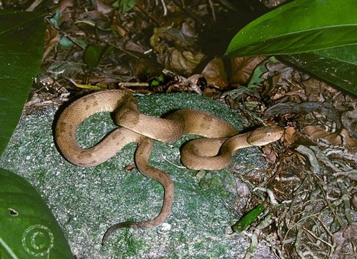 Trên đảo có hàng trăm ngàn con rắn sinh sống.