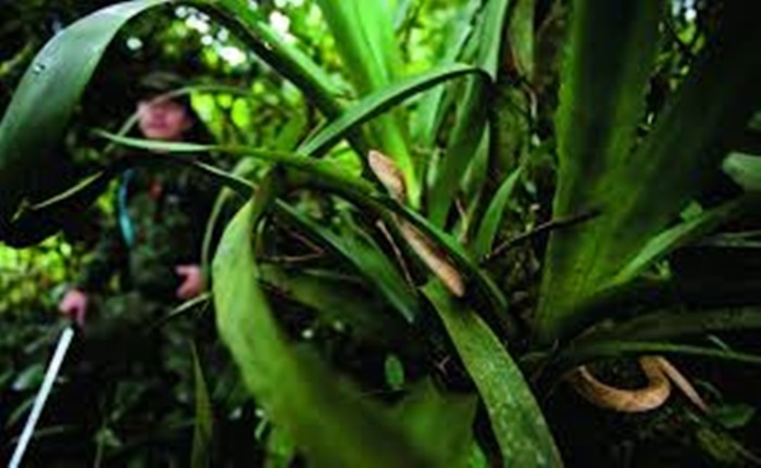 Nếu không có số lượng rắn khổng lồ đó, nơi đây sẽ là điểm du lịch hấp dẫn với thảm thực vật và thiên nhiên đẹp.