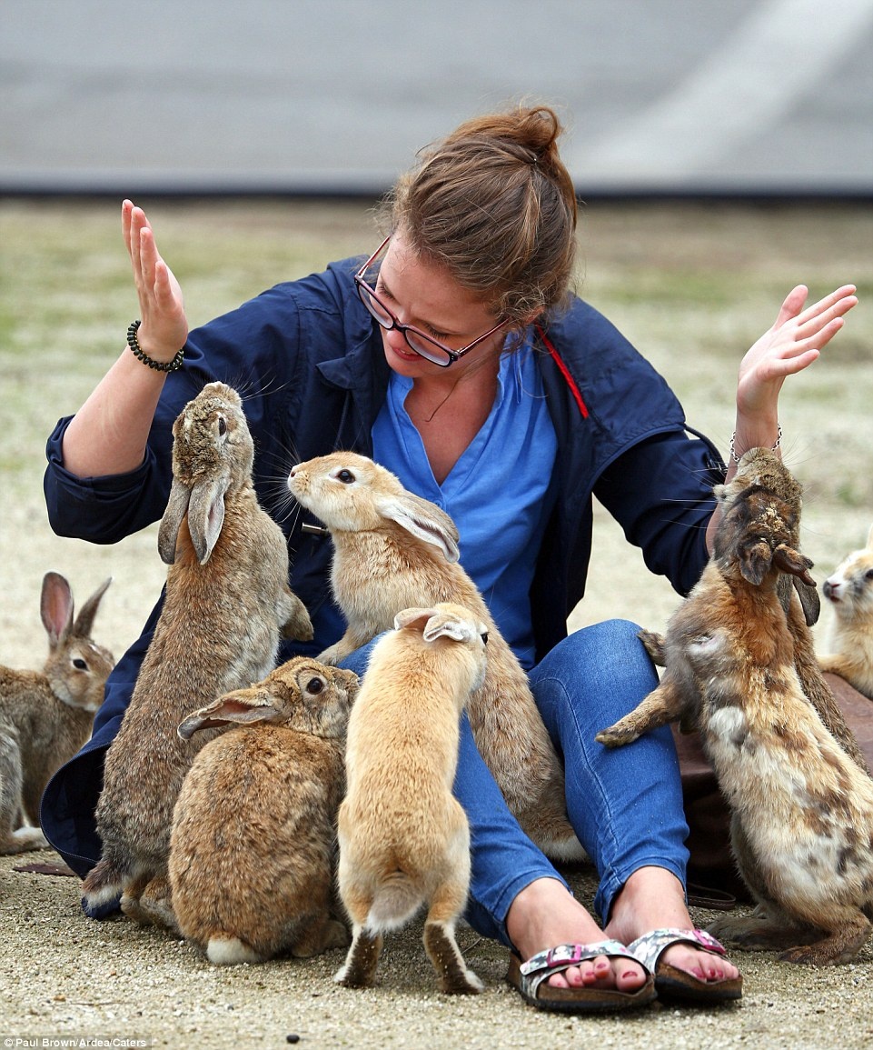 Hòn đảo có tên chính thức trước đây là Okunoshima, là một đảo nhỏ được ẩn giấu trong chiến tranh ngoài khơi bờ biển tỉnh Hiroshima.