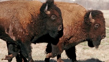 Loài bò rừng bizon.