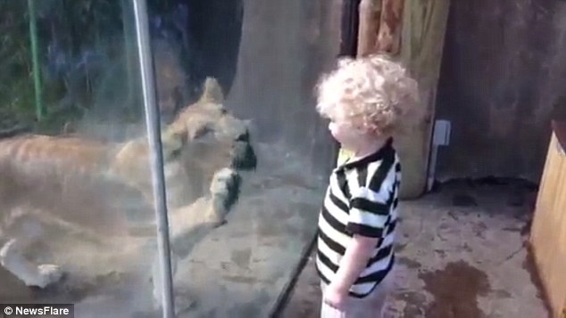 Con sư tử cái chồm móng vuốt lên tường kính nhưng dường như cậu bé chỉ cảm thấy nó như một con mèo đang chơi đùa với cậu.