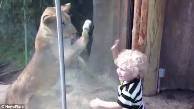 Thông thường những đứa trẻ sẽ rất vui mừng khi được lại gần các con thú, chơi đùa và ngắm nghía chúng...