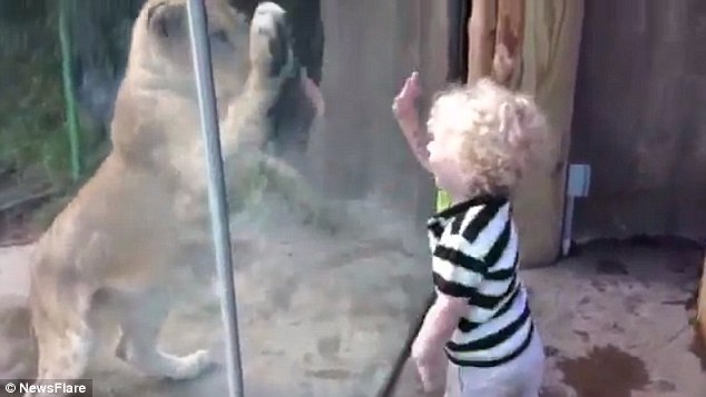 Rất may là bức tường kính rất dày nên cậu bé không gặp nguy hiểm, và sau này cậu có thể xem lại những cảnh quay để nhớ lại về cuộc gặp gỡ thú vị này.