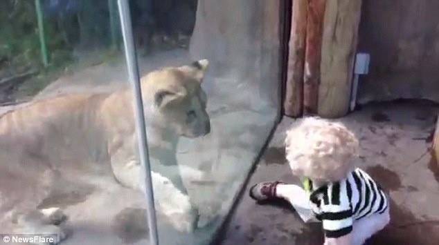 Craig Packer, làm việc tại Trung tâm nghiên cứu sư tử Đại học Minnesota giải thích về hiện tượng những con sư tử hay thích chơi đùa với những đứa trẻ: Đôi khi loài thú săn mồi đáng sợ thường dành vài phút để chơi đùa với những con mồi còn non như linh dương, bê… trước khi ăn thịt con mồi.