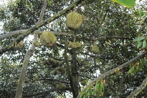 Sầu riêng vào mùa.