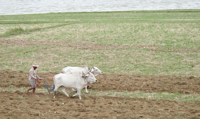 Cảnh giăng câu, cày đất hai bên cầu U Bein.