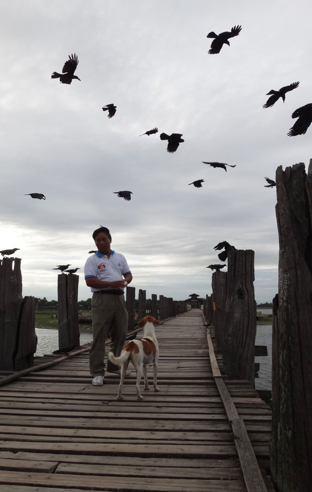 Một người dân đang cho quạ và các chú chó ăn trên cầu mỗi sáng.