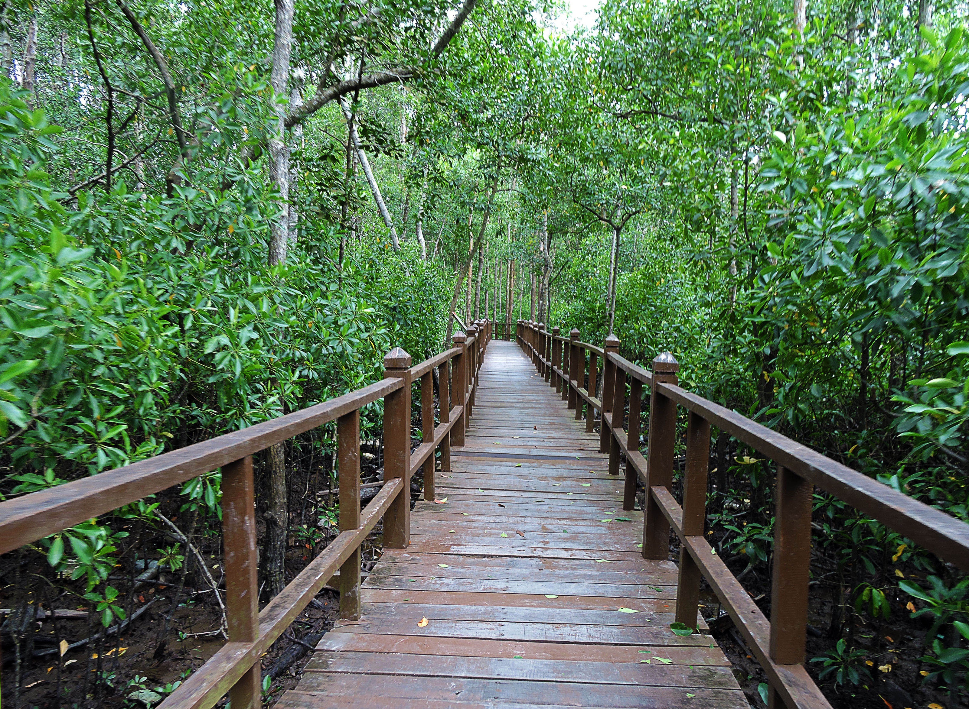 Một trong những lối đi dẫn đến các điểm tham quan trong rừng như điểm cực Nam tại mũi Piai, Tháp quan sát toàn cảnh khu bảo tồn và vùng đất mũi, khu câu cá, đường đi bộ xuyên rừng.