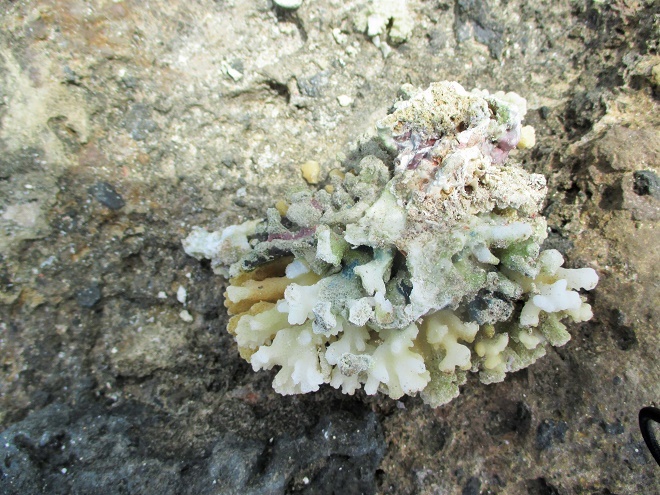 Những rạn san hô chết nằm trên bãi đá giữa biển vô hình trung vẫn tạo nên vẻ đẹp rất khác biệt cho Lý Sơn. 