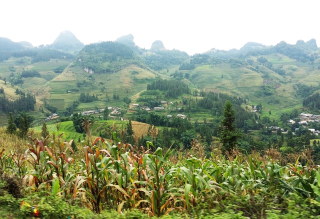 Bên cạnh dứa và chè, Mường Khương còn là xứ sở của ớt. Loại ớt ngon nổi tiếng làm nên thương hiệu “Tương ớt Mường Khương” mà bất kỳ du khách nào đặt chân tới vùng đất này cũng muốn mua về làm quà.  Từ thị trấn Mường Khương, chúng tôi rẽ phải qua Nấm Lư để lên chợ phiên Lùng Khấu Nhin. Chợ được họp vào sáng thứ 5 hàng tuần bên đường tỉnh 154 với những quán hàng đơn sơ của đồng bào người Mông, người Dáy. Tuy nhiên cũng không kém phần nhộn nhịp như các phiên chợ vùng xuôi với những hoạt động mua, bán các sản vật địa phương như lúa gạo, ngô, dưa, khoai…