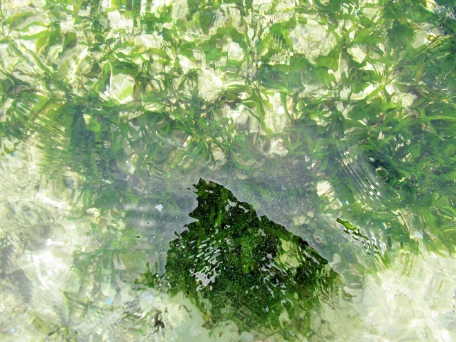 Đây là nơi người dân Lý Sơn thường xuyên câu cá và dưới đáy biển ở đây cũng có rất nhiều rau câu nên có lẽ thế mà hang này có tên là hang Câu.