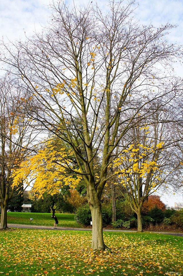 Paris mùa thu, những hàng cây ven đường và khu rừng nổi tiếng Blouson nằm giữa Paris rực nắng thu. Blouson được xem như lá phổi của Paris với cây cối mọc tự nhiên mà khi đi ngang, nhiệt độ như mát lạnh hơn dưới những tán lá đang khoe màu vàng nắng.