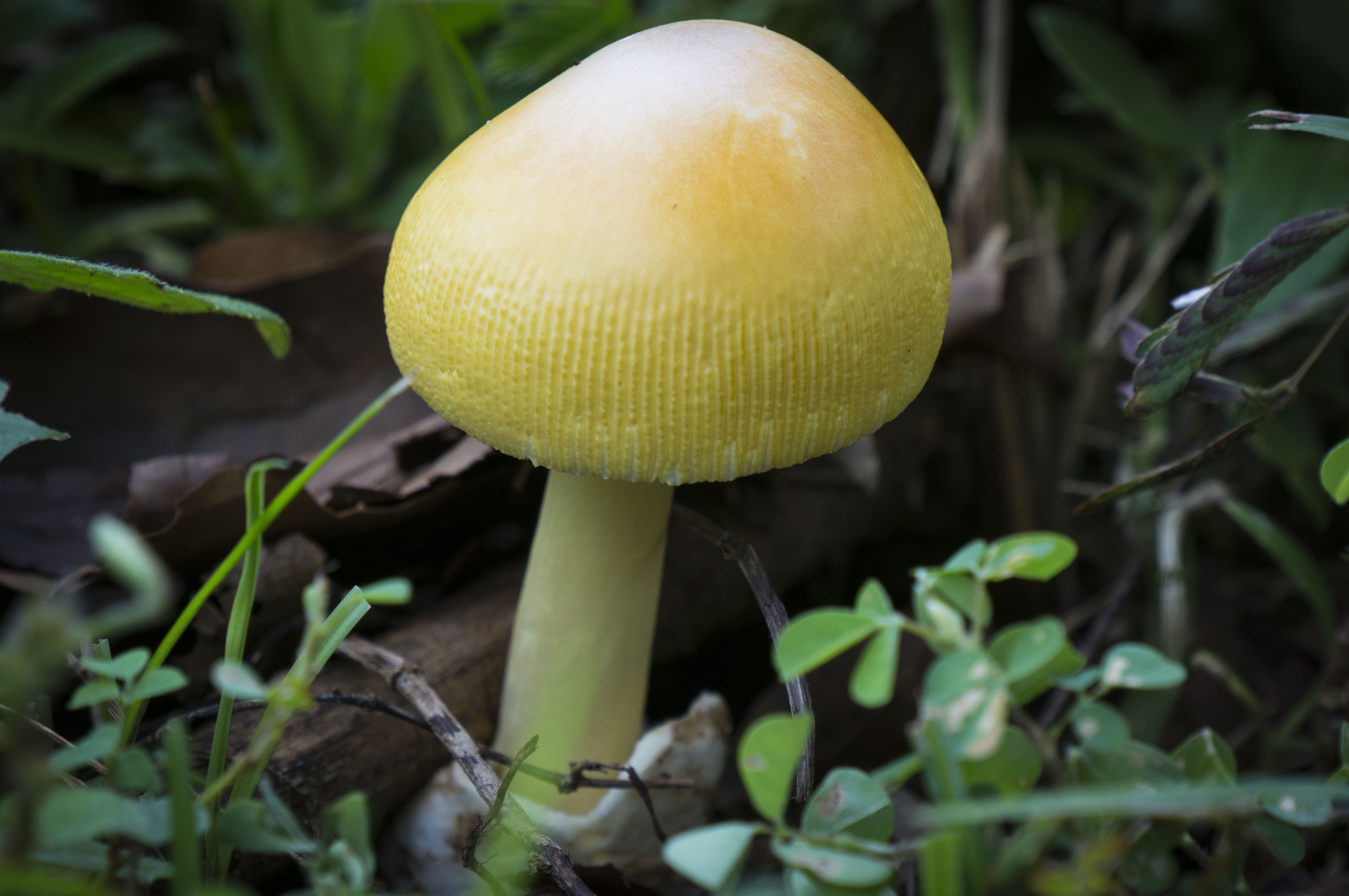 Sự đa dạng về chủng loại nấm cũng là một nét đặc sắc tại đây, chúng tôi gọi hay gọi đùa những người chuyên đi chụp ảnh nấm là những thợ săn nấm và đây là một tác phẩm của thợ săn nấm trong đoàn chúng tôi, một cây nấm tròn vo xinh xắn như một chiếc ô nhỏ nấp giữa cây cỏ trong rừng.