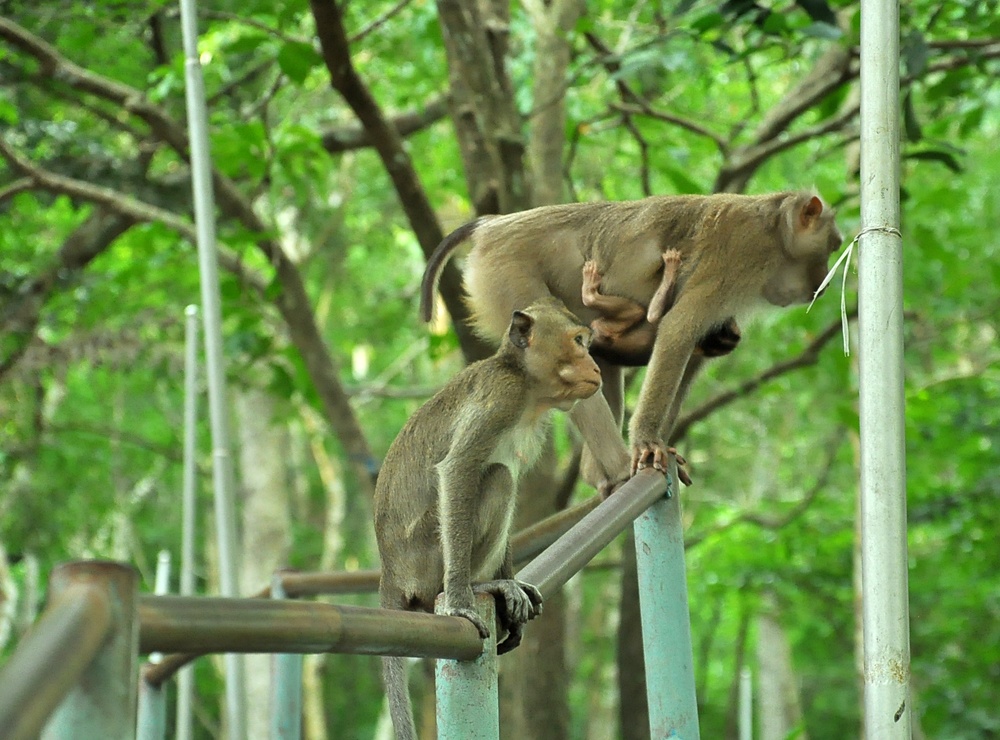 Dan khi dan nguoi tren dinh Ta Cu hinh anh