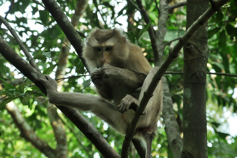 Dĩ nhiên, phần thắng thuộc về những chú khỉ trưởng thành to khỏe hơn. Những chú khỉ con hoặc khỉ mẹ đang nuôi con chậm chân hơn đành ngậm ngùi đứng ra xa nhìn, hoặc phải ăn phần thừa còn lại. Đáng chú ý nhất trong đàn khỉ này là con đầu đàn, dù xuất hiện muộn nhất nhưng nó vẫn thản nhiên được nhận phần ngon nhất, dù trước đó trái thanh long đã bị một con khác trong đàn kiếm được.