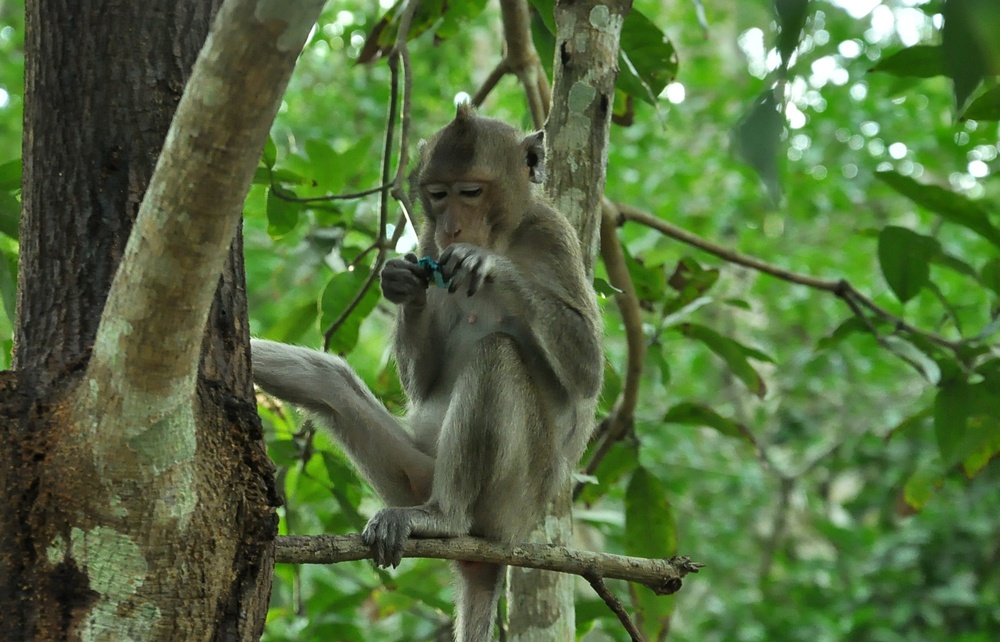 Những con khỉ không nhận được phần ăn nào vắt vẻo trên những thân cây ngậm ngùi nhìn đồng loại của mình có một bữa ngon. Với vài chiếc kẹo còn sót lại, chúng tôi dành cho những chú khỉ kém may mắn này. 