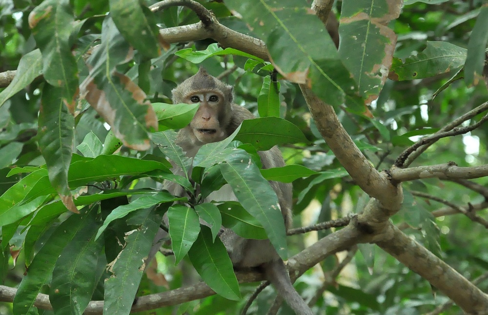 Không hề sợ sệt chúng rất thích thú đón lấy, sau đó nhanh tay bóc bỏ lớp giấy bên ngoài. Những con thậm chí kém may mắn hơn vì không được ăn kẹo chạy theo chúng tôi như muốn xin thêm đành tiu nghỉu trèo ngược lên cây với vẻ mặt tiếc nuối và đầy thất vọng. 
