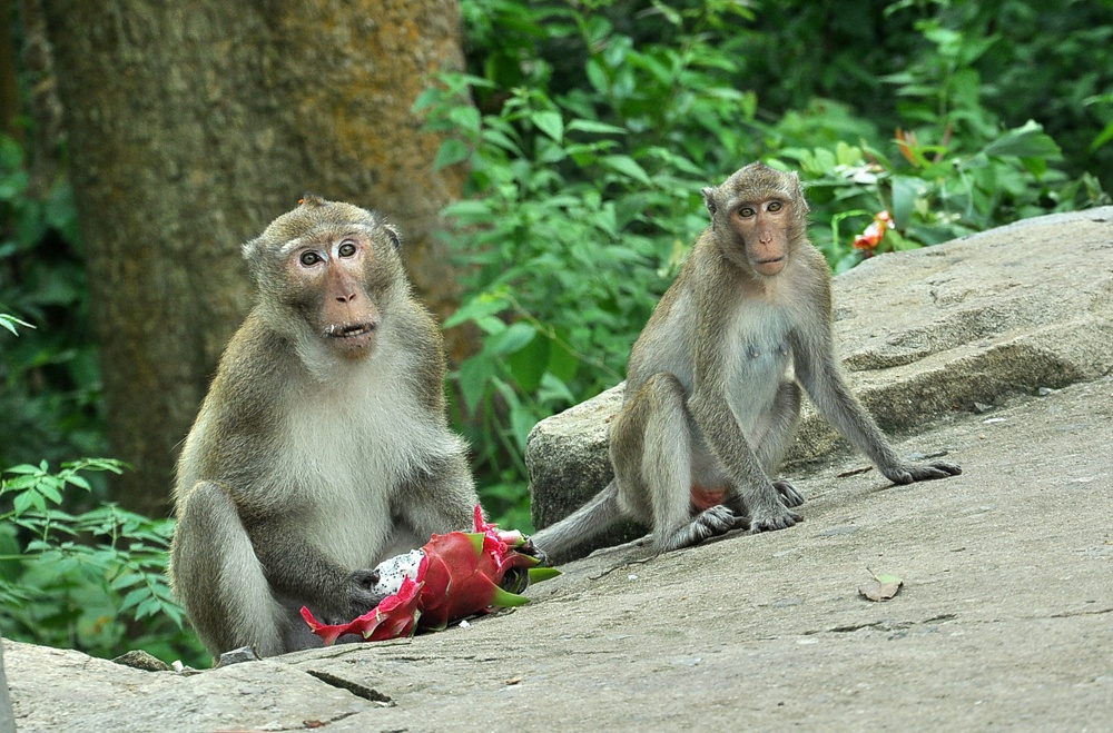 Không chỉ có du khách Việt mà khá nhiều du khách nước ngoài cũng rất thích thú khi ghé núi Tà Cú và gặp đàn khỉ đáng yêu này.