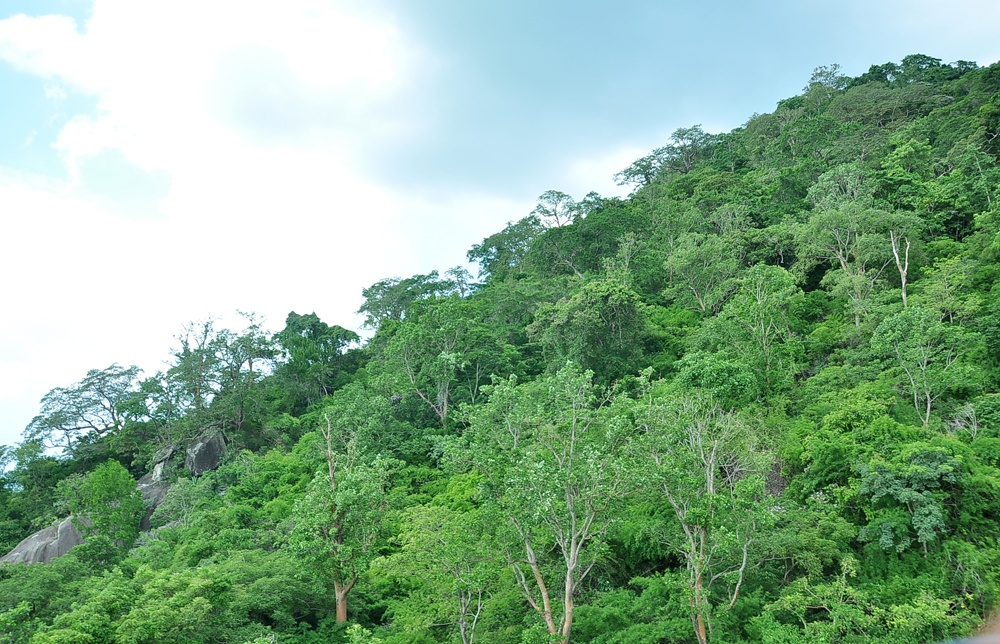 Những cánh rừng xanh ngát một màu.