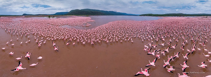 Hồng hạc ở hồ Bogoria, Kenya, những chú hồng hạc lẫn vào hồ nước màu hồng nhạt tạo nên cảnh quan vô cùng đẹp mắt.