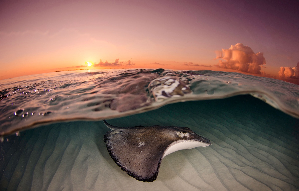 Một con cá đuối bơi trong vùng biển Grand Cayman, thuộc quần đảo Cayman lúc mặt trời mọc