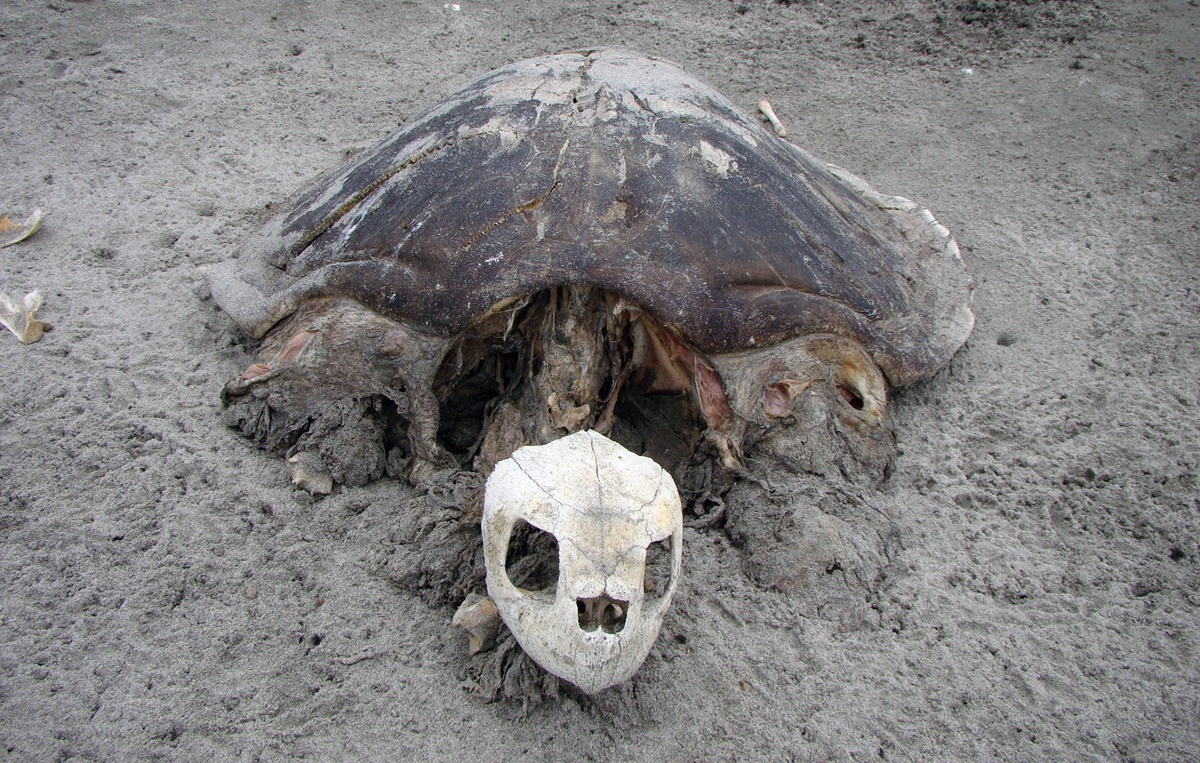 Xác của một con rùa biển trên vịnh Bengal, Ấn Độ