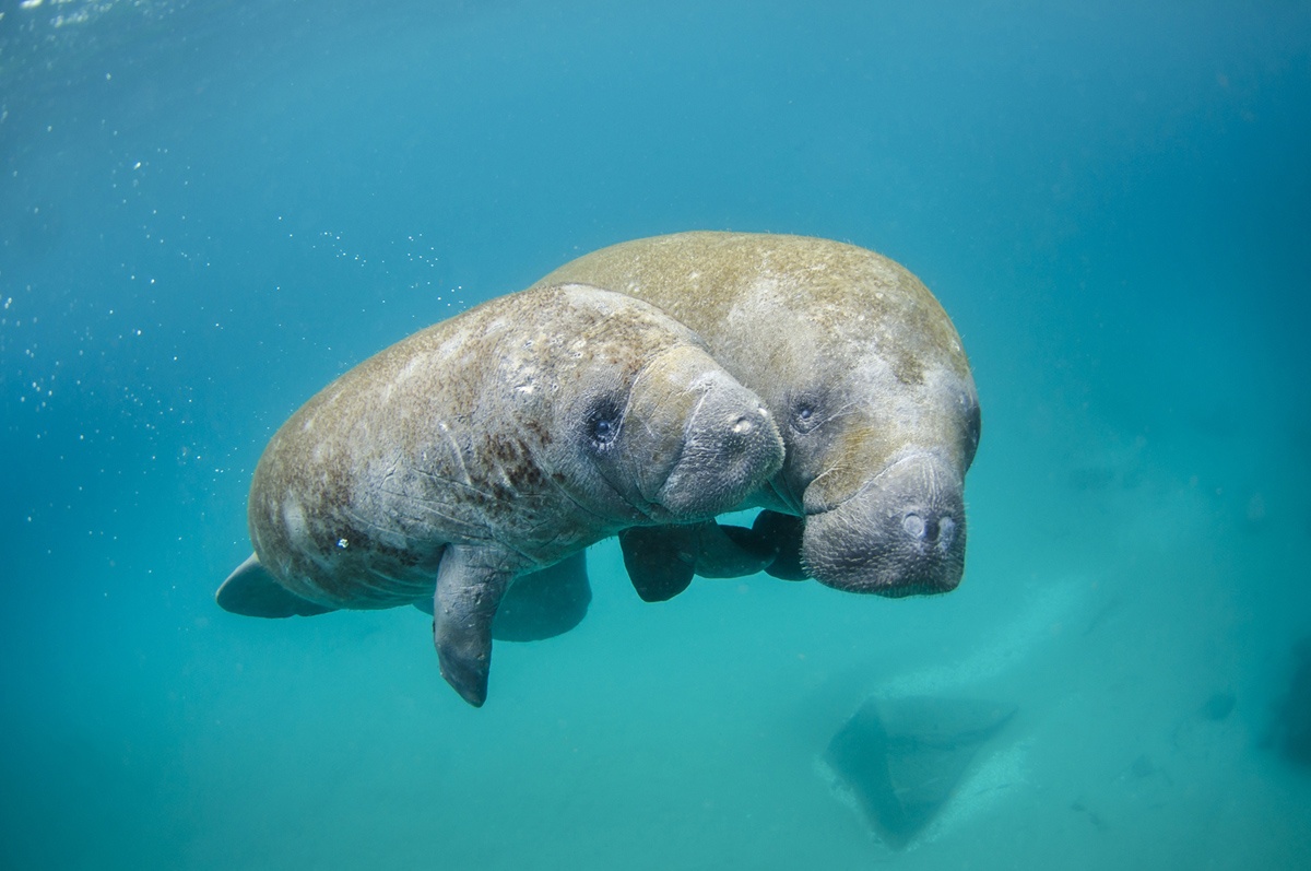 Mẹ con hải ngưu bơi trong vùng biển ở Florida ngày 21/1/2014