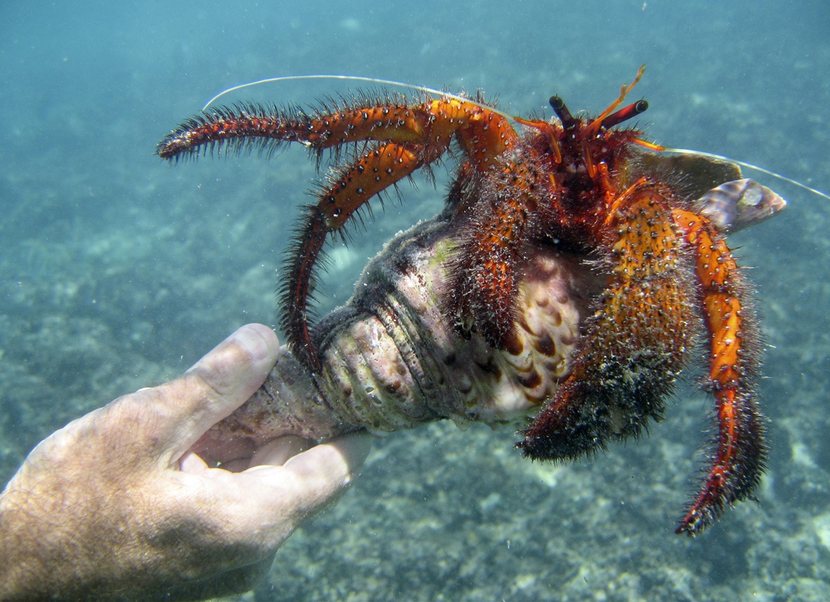 Một con cua ẩn sĩ lớn đang tìm tổ ấm cho mình