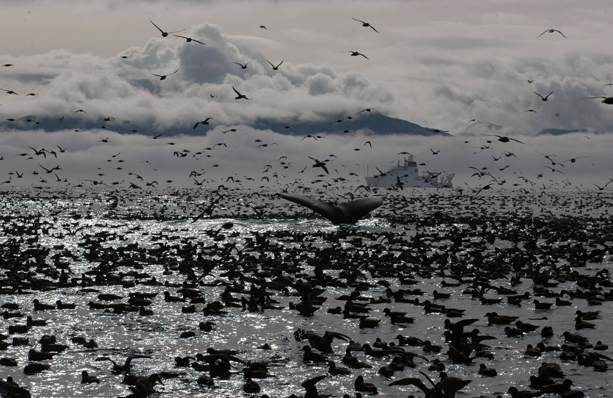 Một con cá voi lưng gù giữa hàng ngàn con cim biển tạo nên một cảnh trượng hùng vĩ trên vùng biển ngoài khơi Unalaska, Alaska
