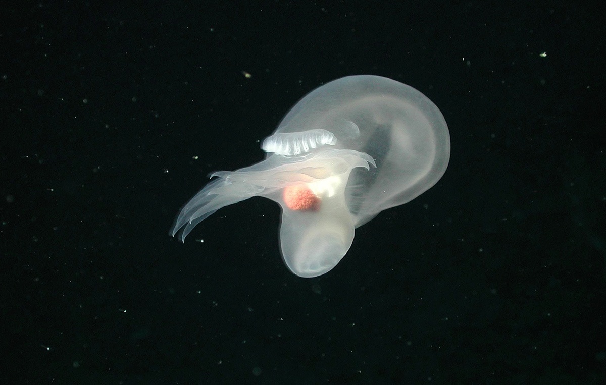 Order Nudibranchia, một loài động vật thân mềm ở vùng biển Davidson Seamount, California dưới độ sâu 1,498m