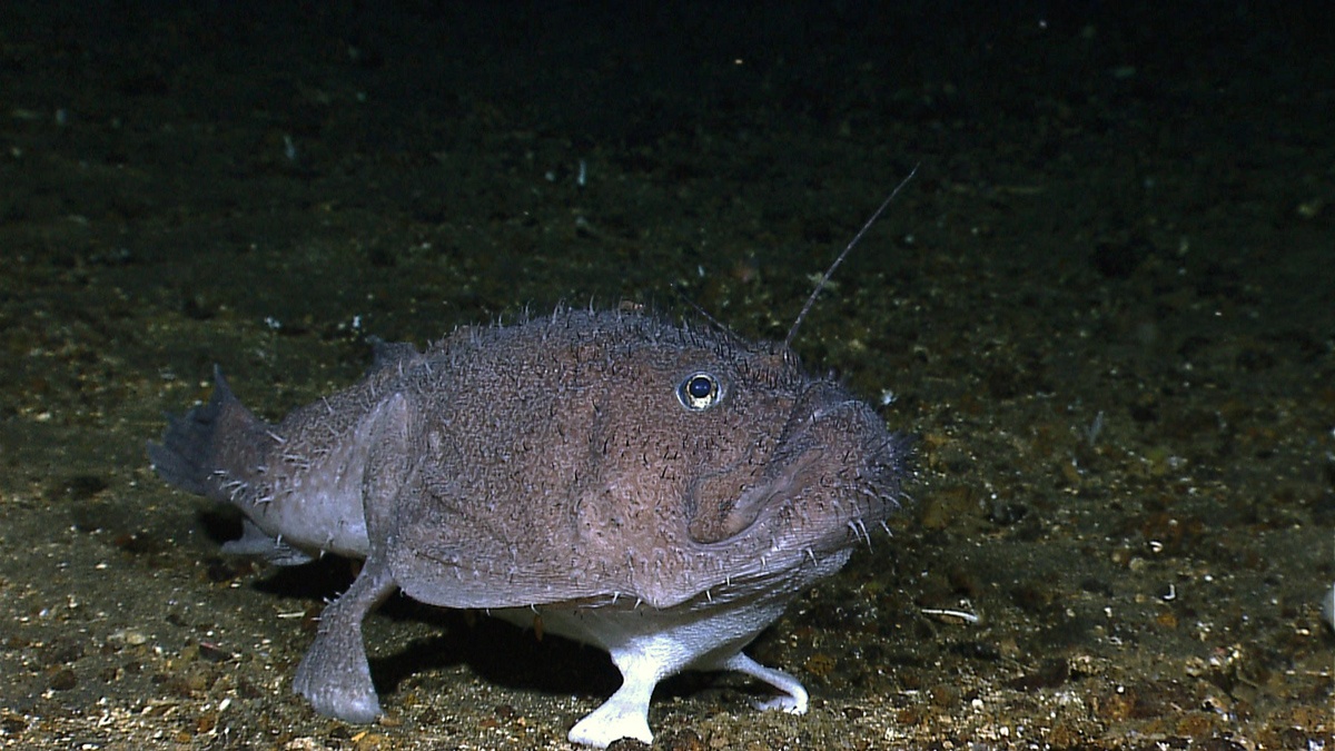 Một con cá goosefish, loài cá có thể ‘đi bộ’ bằng vây, dưới đáy biển ngoài khơi Indonesia