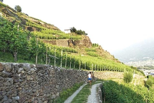 Ruộng nho bậc thang trên núi Alps